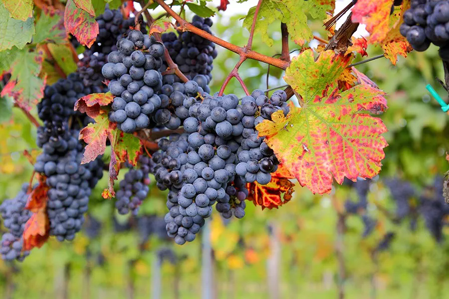 亚洲人午夜射精精品日韩