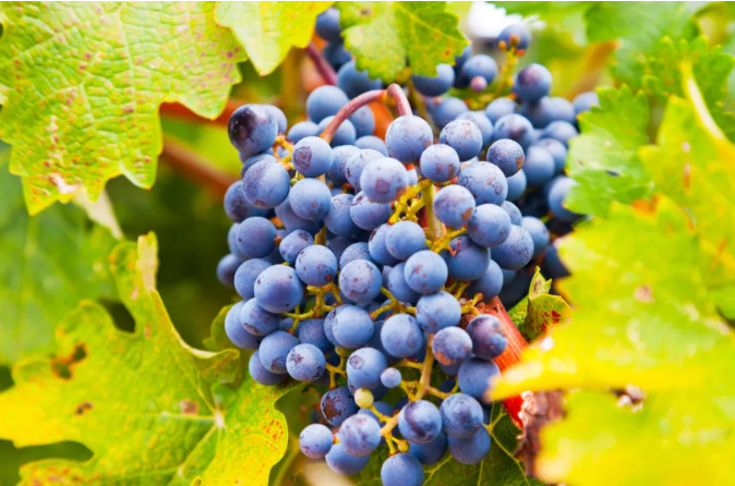 亚洲人午夜射精精品日韩