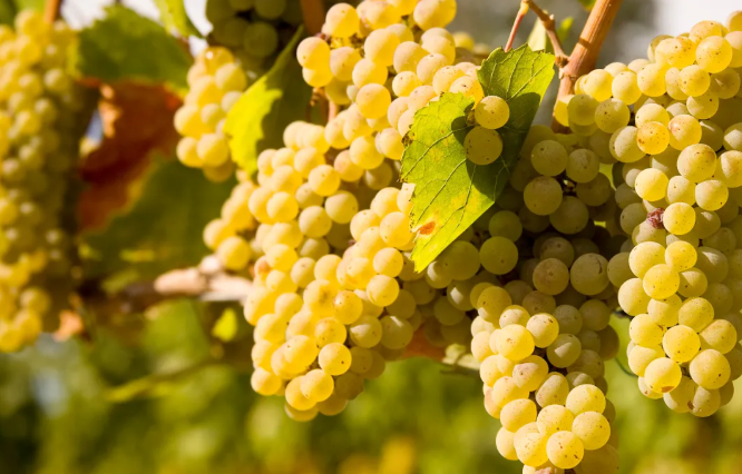 亚洲人午夜射精精品日韩